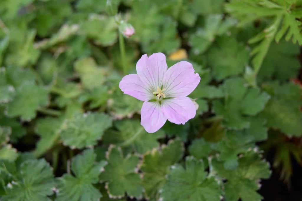 Geranium Dreamland ---